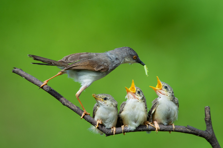 [Елена Веселаго] Мамочка (2022)_0.png